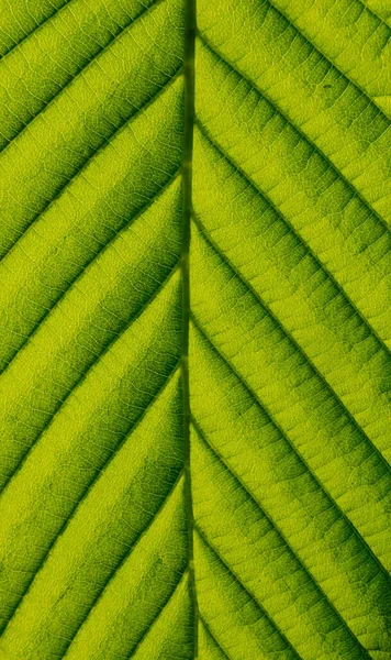 Fresh green leaf of a tree at spring — Stock Photo, Image