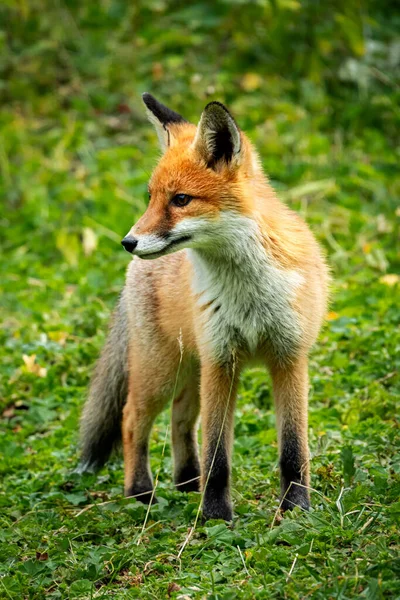 Portret van een rode vos, Vulpes vulpes op een groene achtergrond — Stockfoto