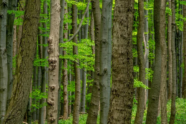 Beautiful nature at spring in the green forest — Stock Photo, Image