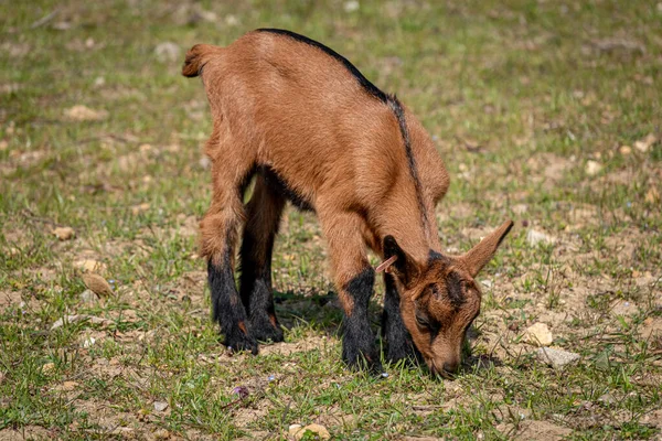 Молода коричнева коза на травоподібному полі навесні — стокове фото
