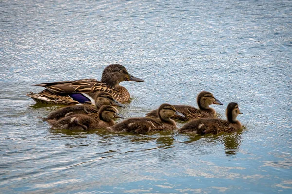 Familj till ankor, moder Mallard och ankungar — Stockfoto