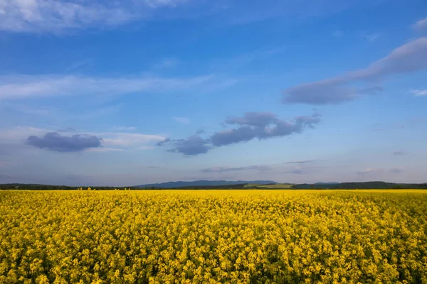 Champ de colza jaune en fleur au printemps — Photo