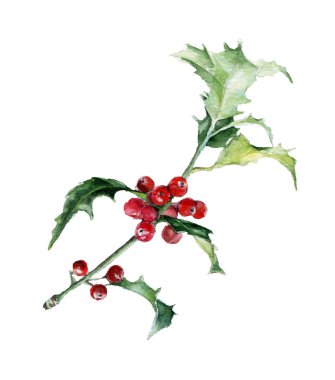Holly. El suluboya resim çekilmiş
