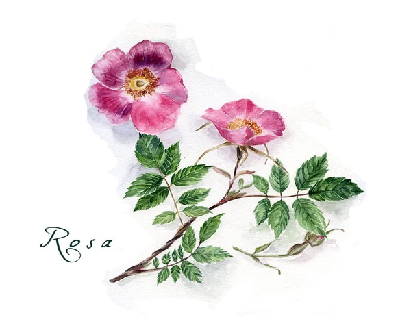 Rose. Hand getekend aquarel illustratie — Stockfoto