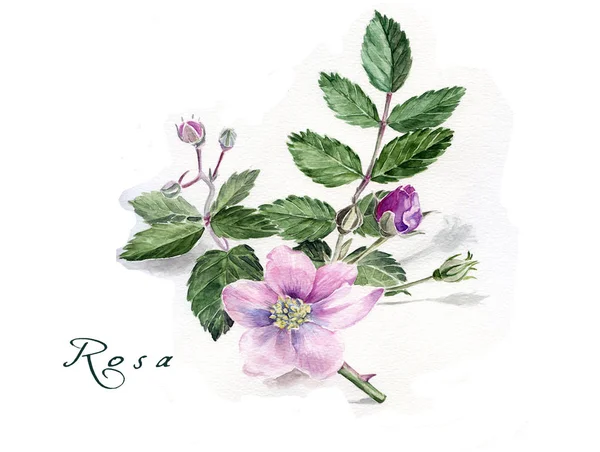 Rose. Hand getekend aquarel illustratie — Stockfoto