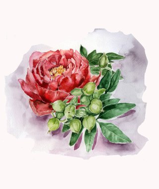 Yeşil yaprakları ile kırmızı Şakayık. El suluboya resim çekilmiş