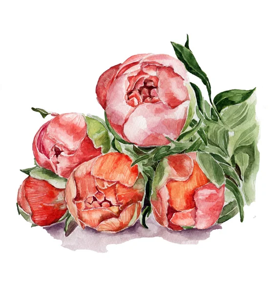 Peonie non cotte. Illustrazione acquerello disegnato a mano — Vettoriale Stock