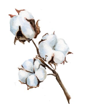 Pamuk. El suluboya resim çekilmiş