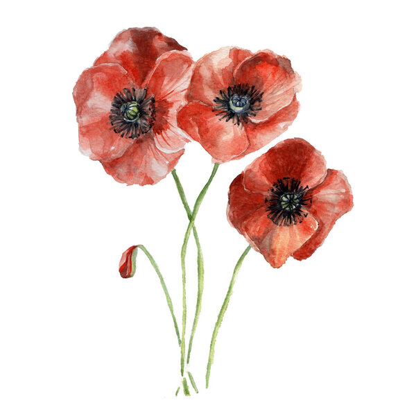 Красные маки. Ручная рисованная акварель
