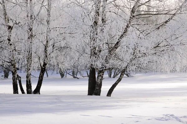 Bosque invernal cubierto de nieve — Foto de Stock