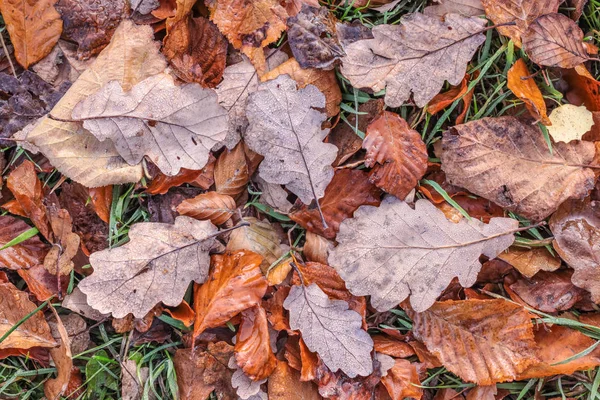棕色的秋天的树叶与晨霜 — 图库照片