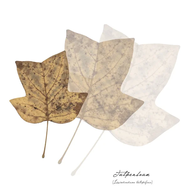 Collage med blad av silver maple — Stockfoto