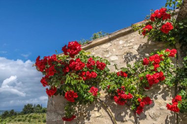 Provence 'deki Villars köyündeki eski bir eve gül tırmanışı.