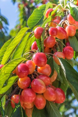 Fransa 'nın Provence köyündeki kiraz ağacında sulu, olgun kirazlar