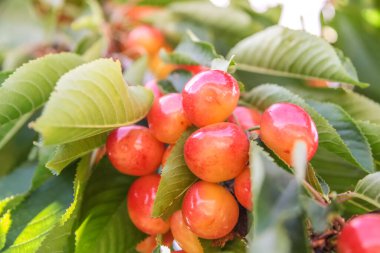 Fransa 'nın Provence köyündeki kiraz ağacında sulu, olgun kirazlar