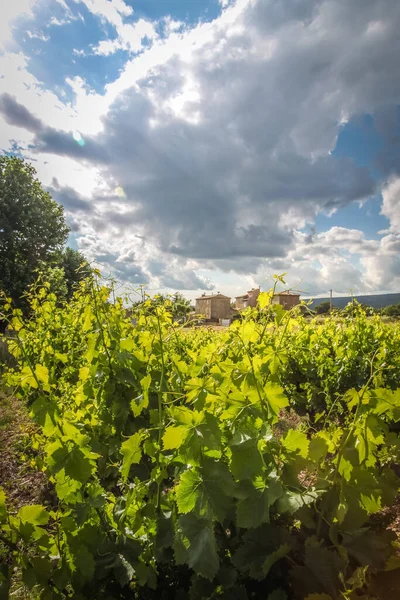 Viticultura Pueblo Villars Provenza Francia — Foto de Stock