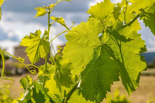 Vinařství Vesnici Villars Provence Francie — Stock fotografie