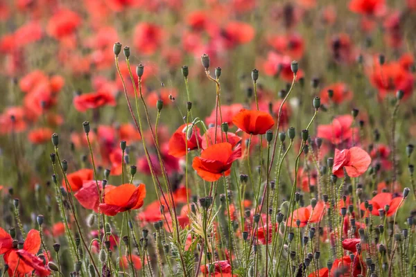 Poppies Aan Rand Van Een Veld Bij Villars Provence Zuid — Stockfoto