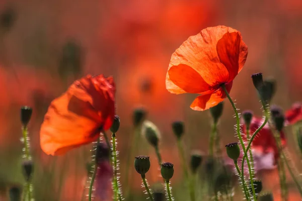 Poppies Aan Rand Van Een Veld Bij Villars Provence Zuid — Stockfoto