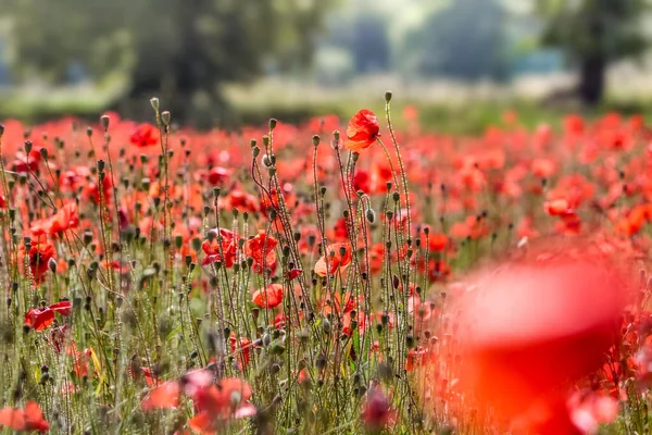 Poppies Aan Rand Van Een Veld Bij Villars Provence Zuid — Stockfoto