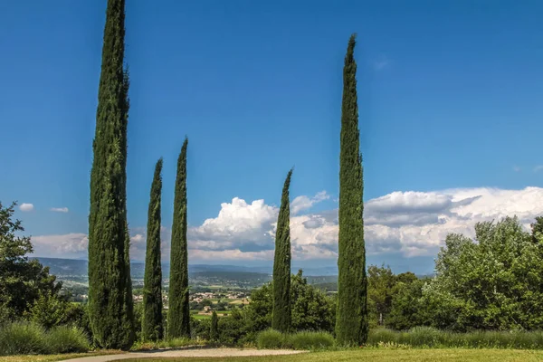 Cypresses Park Oppede Vieux Provence France — Stock Photo, Image