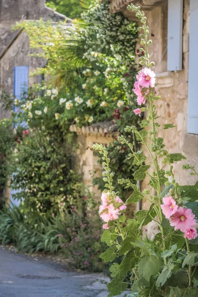 Mallows Dans Vieille Ville Oppede Vieux Provence France — Photo