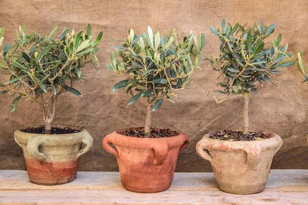 Small Olive Trees Market Village Gordes Provence France — Stock Photo, Image