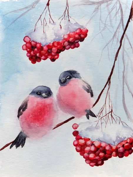 Ilustraciones de invierno tarjeta pinzón aves rowan —  Fotos de Stock