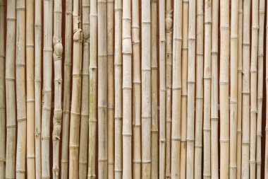 Bambu arka plan doku yatay bir biçimde