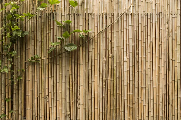 Creeper plant against a bamboo wall — Stock Photo, Image