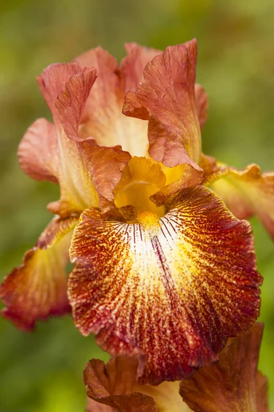 Flor de iris naranja — Foto de Stock