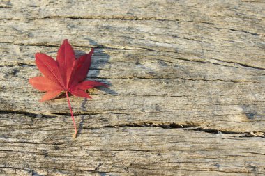 Kopya alanı ile ahşap üzerine sonbahar yaprak