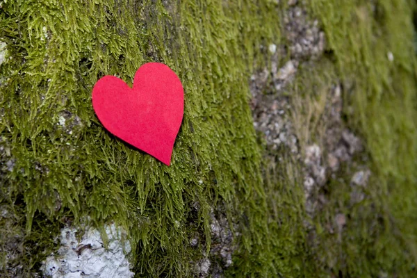 Corazón rojo sobre fondo de musgo — Foto de Stock