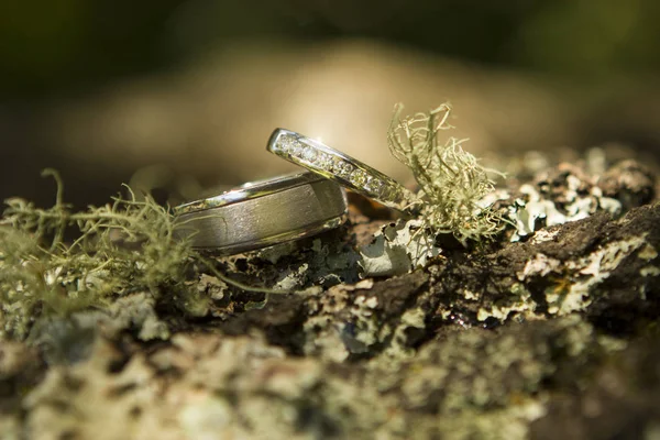 Wedding rings on moss and bark — Stock Photo, Image