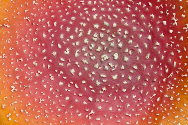 Texture champignon, rouge avec des taches blanches — Photo