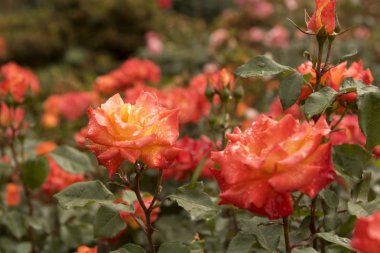 turuncu gül bahar bahçe