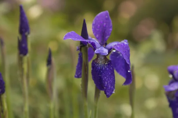 Flor púrpura con gotas de agua después de la lluvia — Foto de Stock
