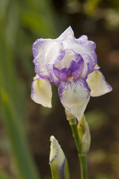 Mor ve beyaz iris — Stok fotoğraf
