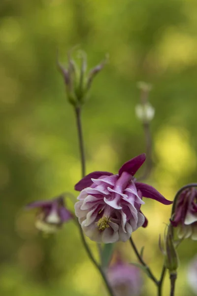 Flor púrpura y blanca sobre un fondo verde — Foto de Stock