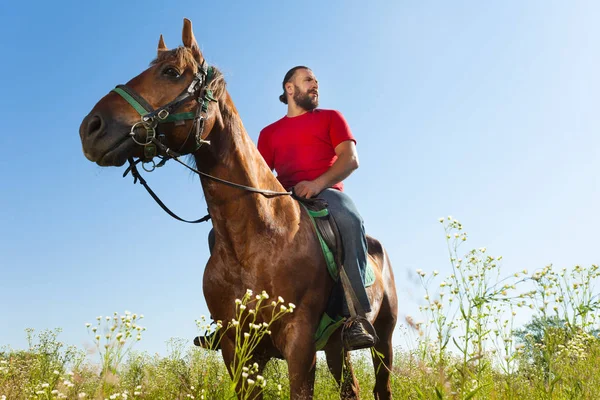 Horseback rider at field — Stock Photo, Image