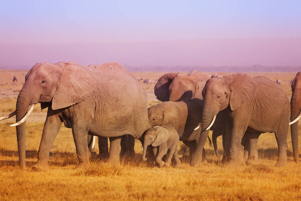 elephants family walking in sunset light