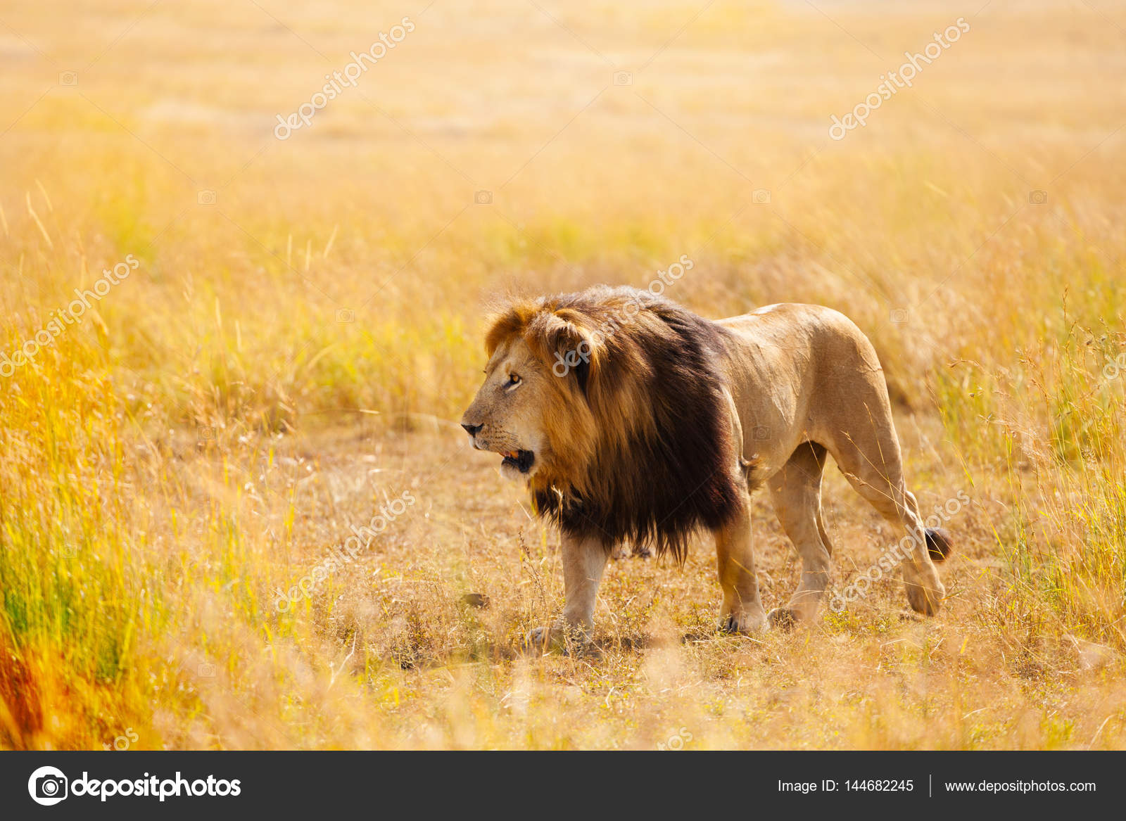 Beautiful African lion in nature habitat — Stock Photo © serrnovik