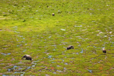 sürüsü fen içinde ayakta Afrika