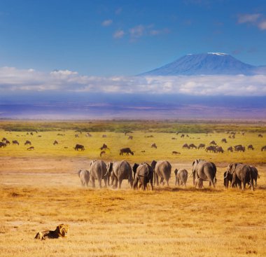 Filler ve antiloplar üzerinden izlerken Afrika aslanı