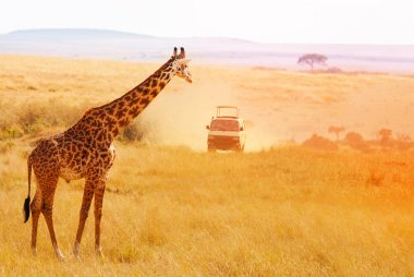 giraffe looking at safari jeep at sunset