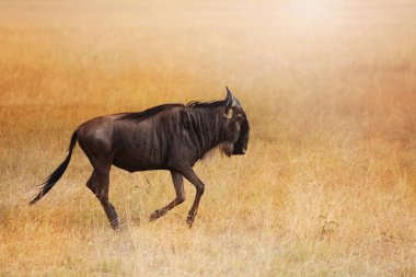 Kuru otlak yürüyüş wildebeest
