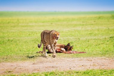 Antilop şölen sonra Afrika çita
