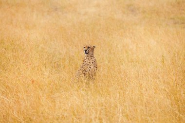 African cheetah sitting in long grass clipart