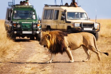 Aslan geçerken yol Afrika savana
