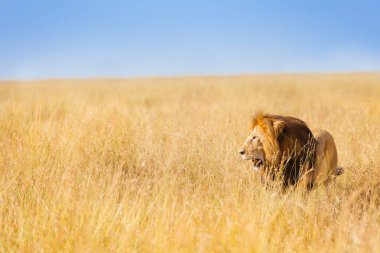 Çayır Avcılık Afrika aslanı